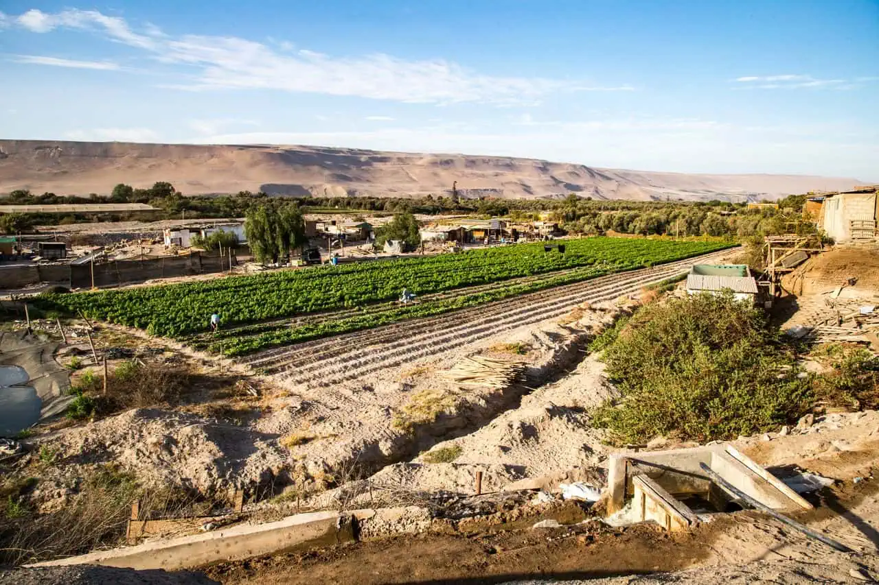 Valle de Azapa